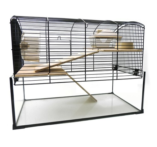 Gerbils dwarf rat syrian - rat,