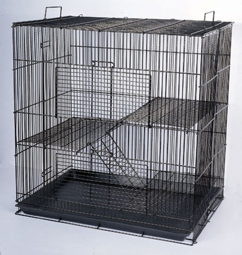 Critter small animal - critter,