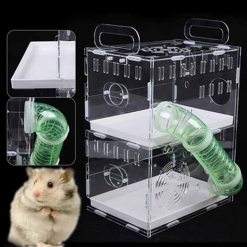 Transparent guinea pig hamster - guinea,