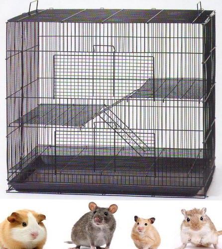 Level chinchilla guinea pig - guinea,